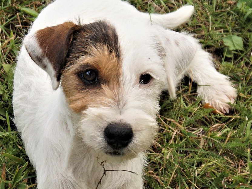 Parson Jack Russell Terrier Breeders