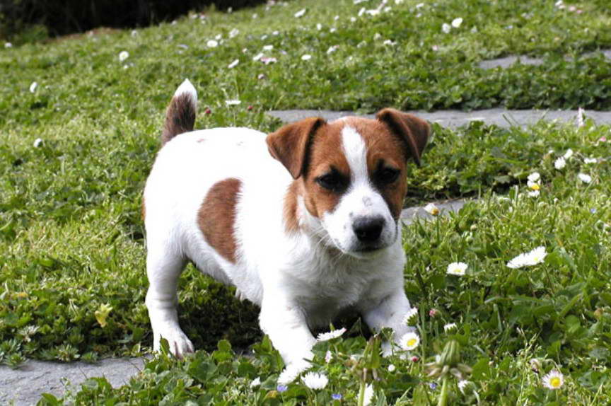 Parson Russell Terrier Georgia