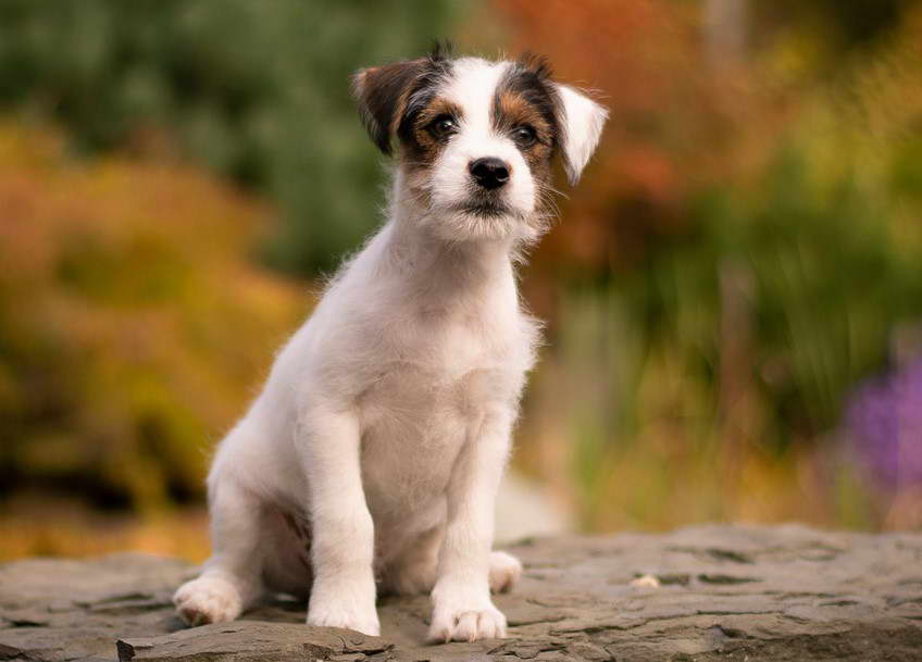 Parson Russell Terrier Long Hair