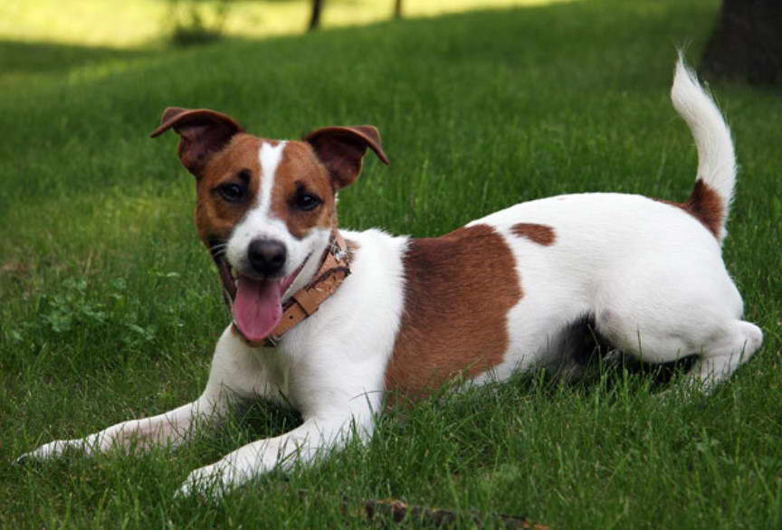 Parson Russell Terrier Puppy Price