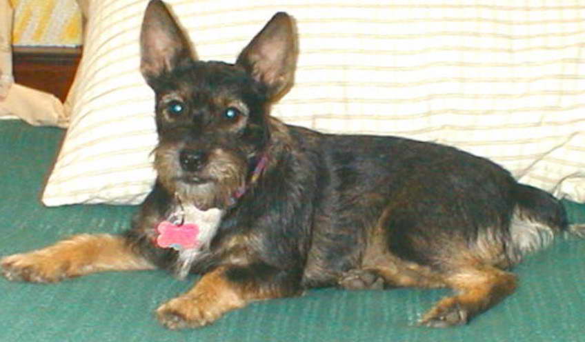 Parson Russell Terrier Schnauzer Mix