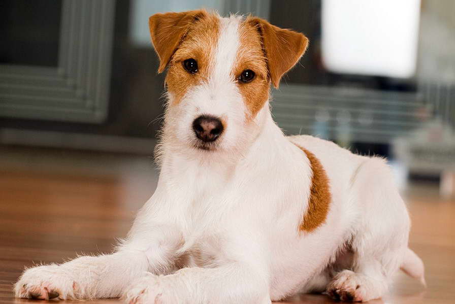 Parson Russell Terrier Training