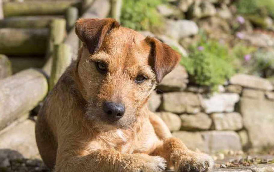 Patterdale Terrier Club