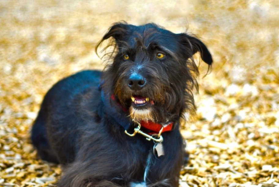 Patterdale Terrier Cocker Spaniel Cross