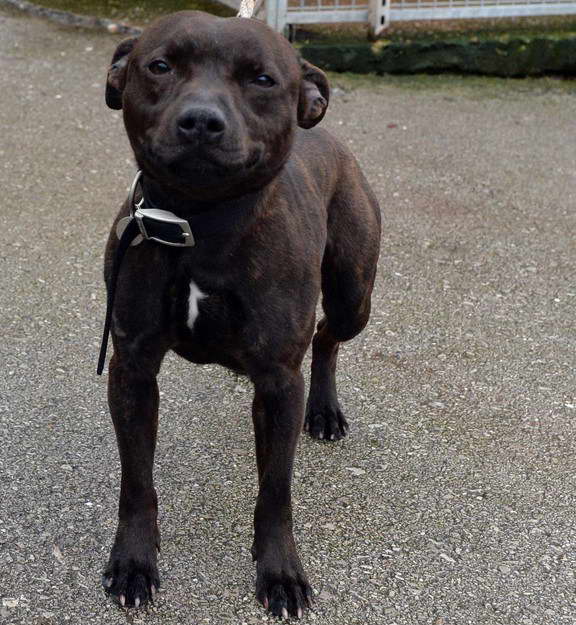 Patterdale Terrier Cross Staffordshire Bull Terrier