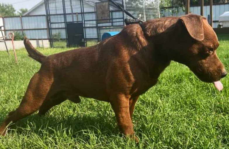 Patterdale Terrier For Sale In Ohio