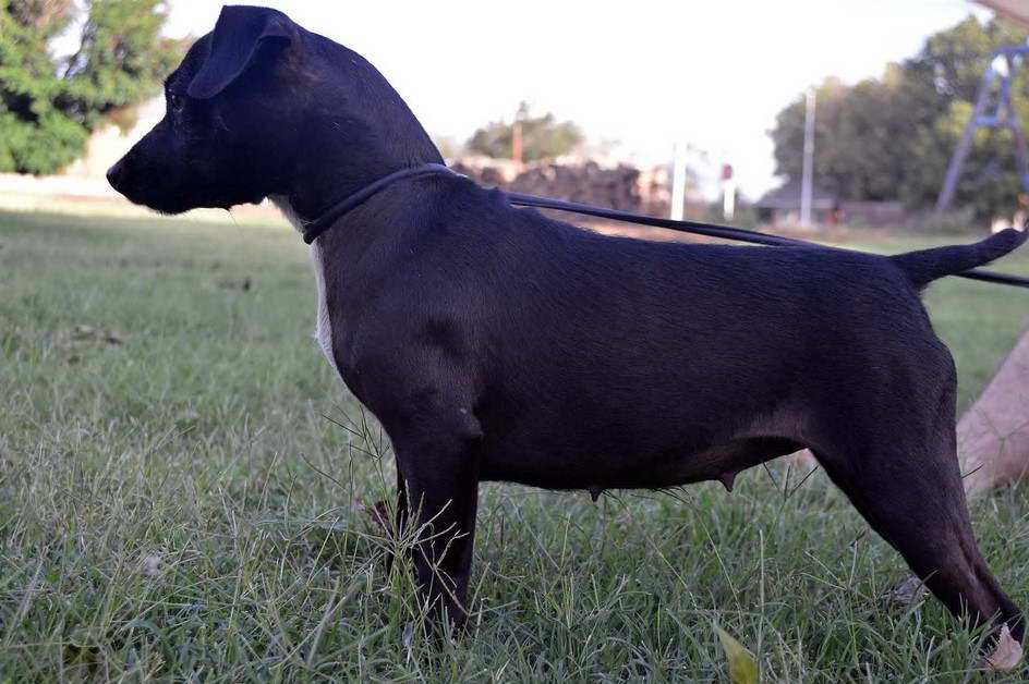 Patterdale Terrier For Sale In Oklahoma