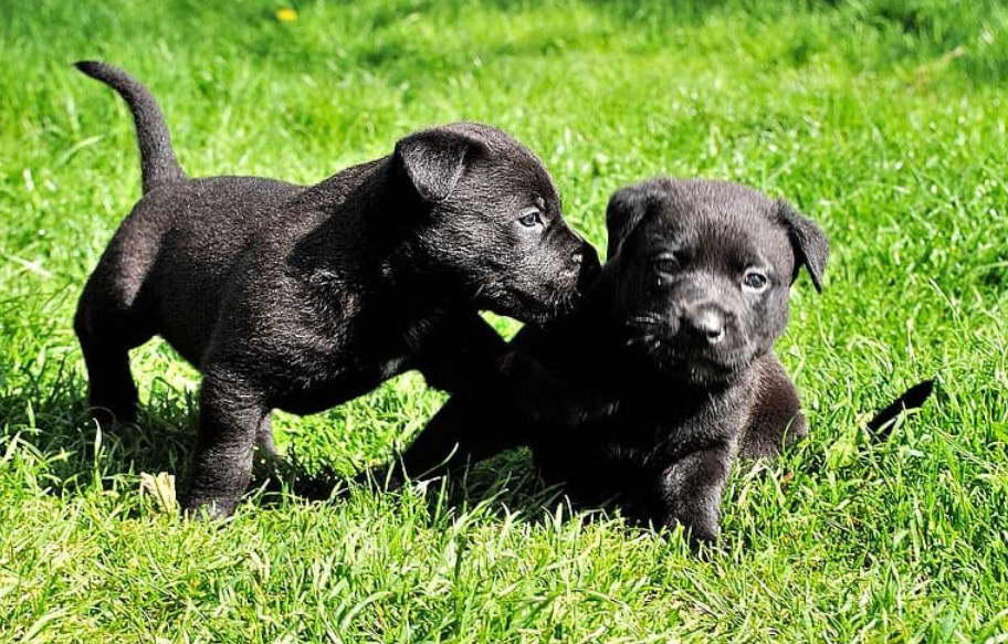 Patterdale Terrier For Sale Norfolk