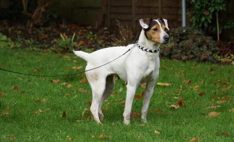 Patterdale Terrier Free To Good Home