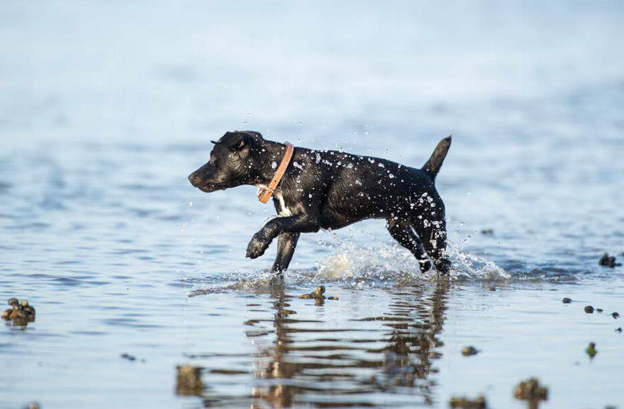 Patterdale Terrier Gifts Uk