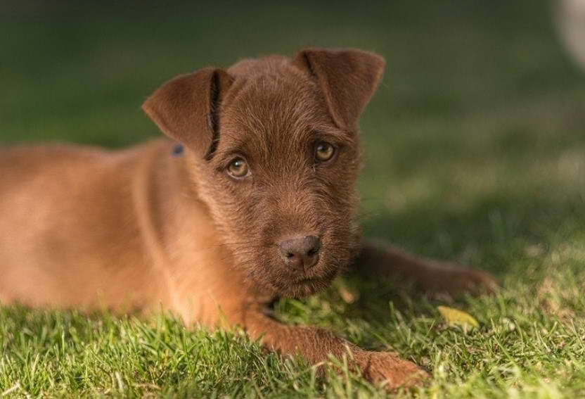 Patterdale Terrier Price