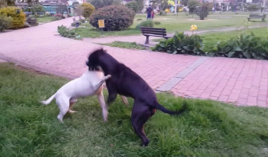 Peleas Callejeras De Perros Pitbull Vs Bull Terrier