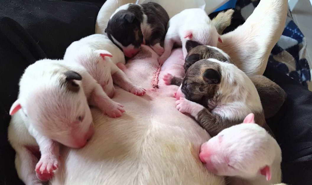 Perros Bull Terrier Bebes