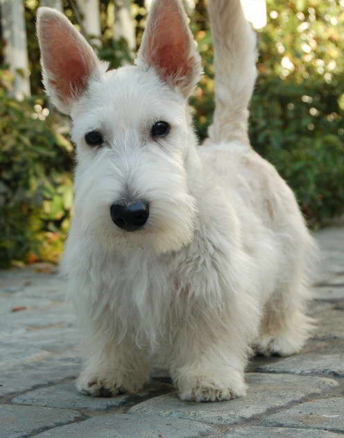 Photo Scottish Terrier