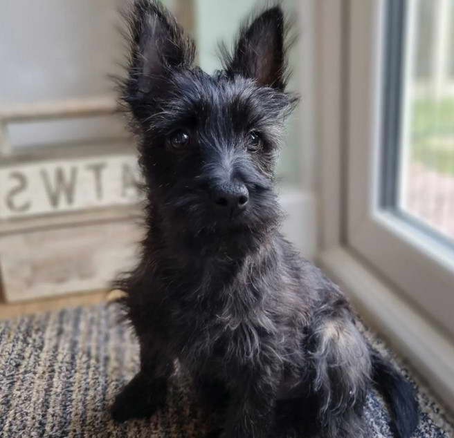 Pics Of Cairn Terrier Puppies