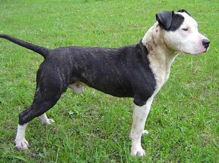 Pictures Of Irish Staffordshire Bull Terrier