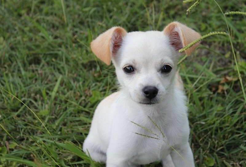 Pictures Of Jack Russell Terrier Chihuahua Mix