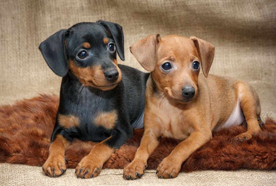 pinscher terrier mix charakter