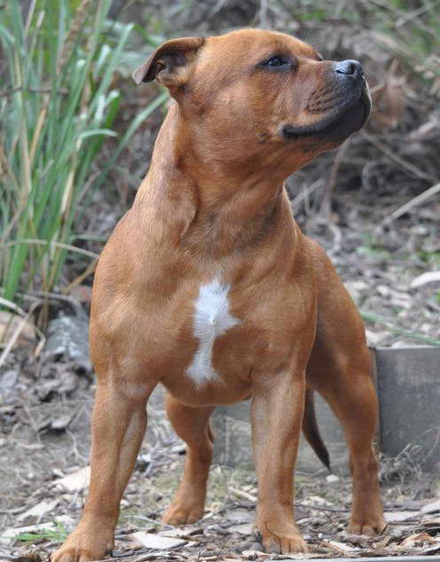 Pitbull Staffordshire Bull Terrier Cross