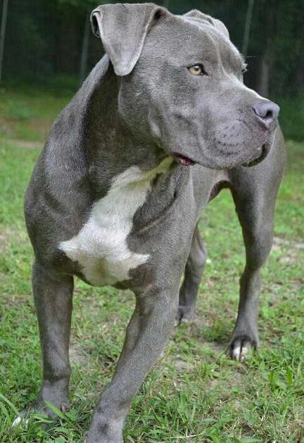 Pitbull Terrier Blue Line