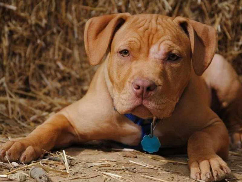 Pitbull Terrier Red Nose