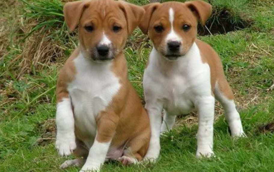 Plummer Terrier Uk