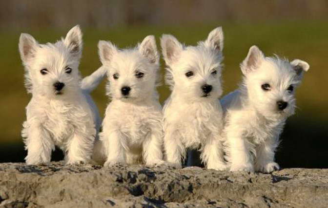 Poltalloch Terrier