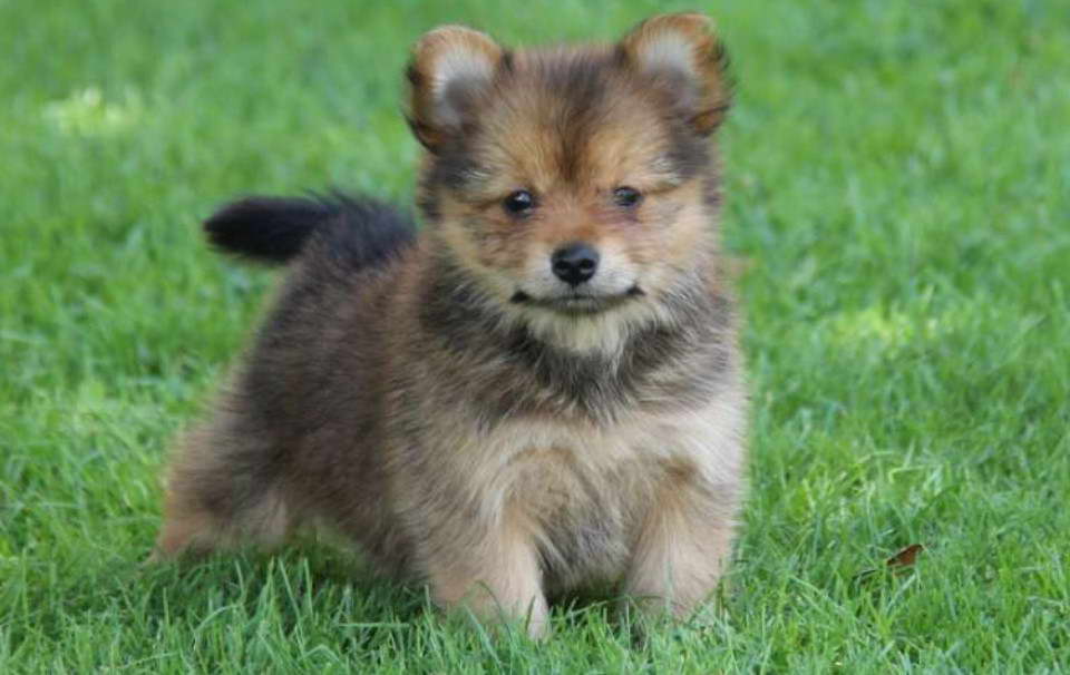 Pomeranian Terrier Mix For Sale