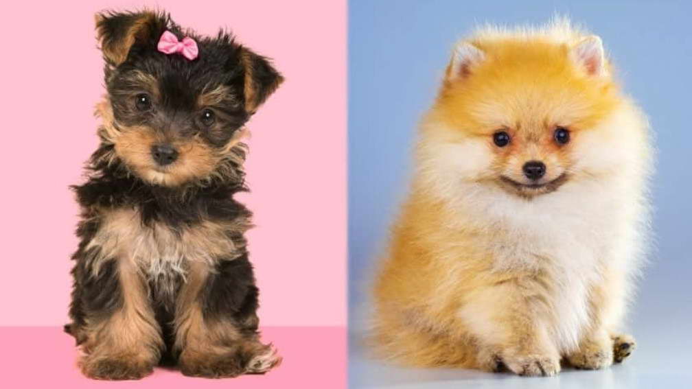 Pomeranian Vs Yorkshire Terrier