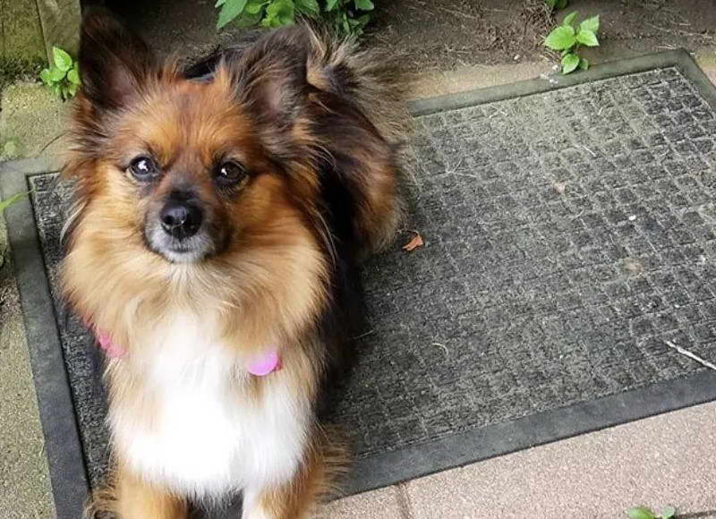 Pomeranian Wire Haired Terrier Mix