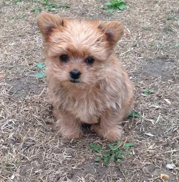 Pomeranian Yorkshire Terrier