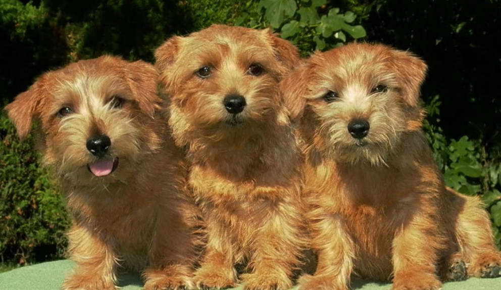 Preloved Norfolk Terrier For Sale