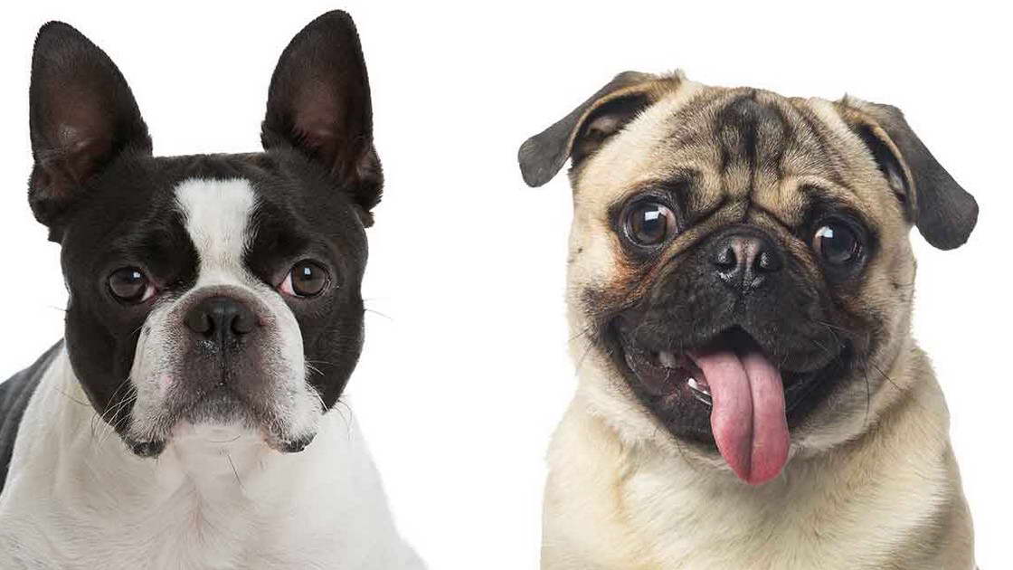 Pug And Boston Terrier Cross