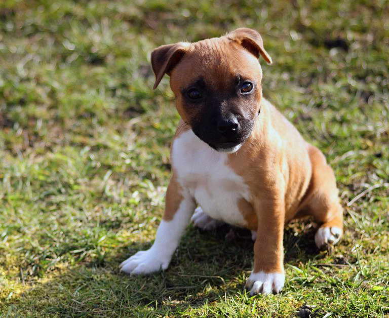 Pure White Staffordshire Bull Terrier