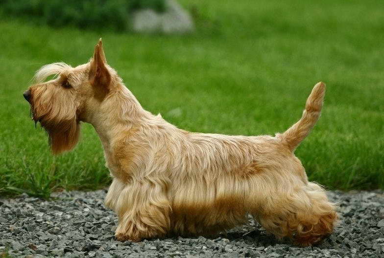 Purebred Scottish Terrier Price