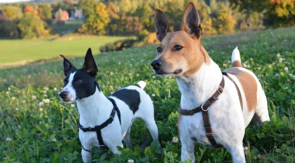 Rat Russell Terrier