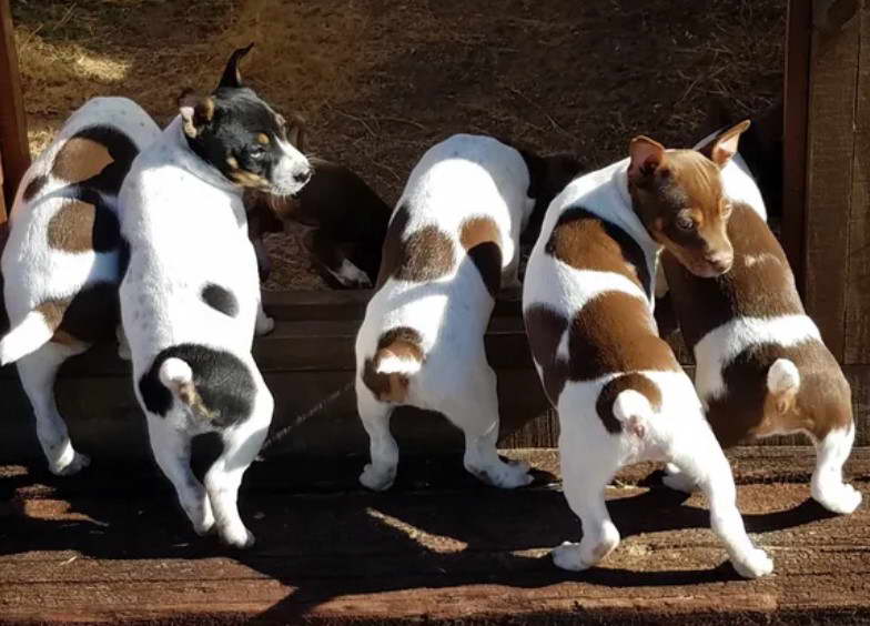 Rat Terrier Breeders In Colorado