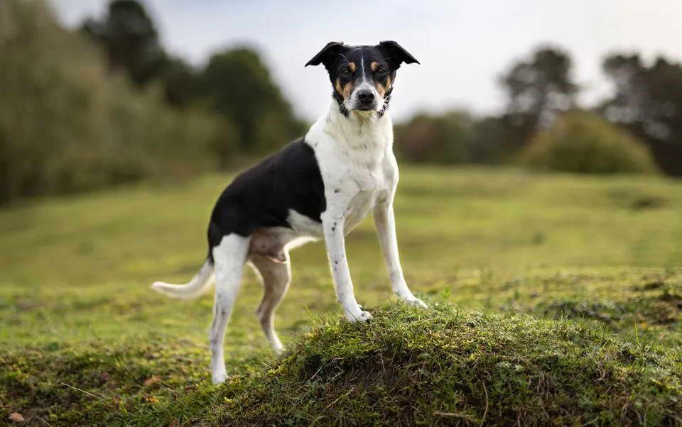 Rat Terrier Cross Breeds