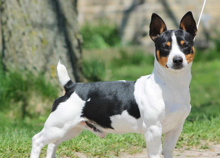 Rat Terrier Ontario