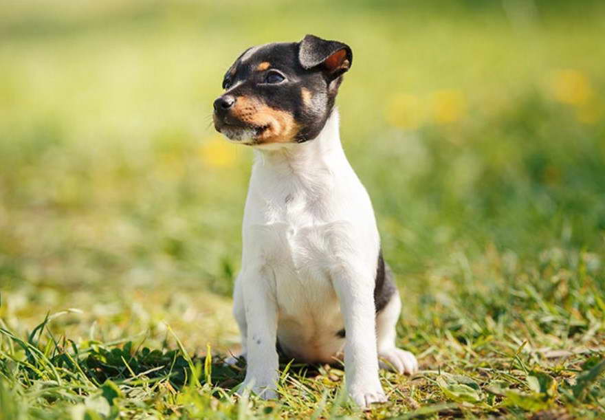 Rat Terrier Puppies Columbus Ohio