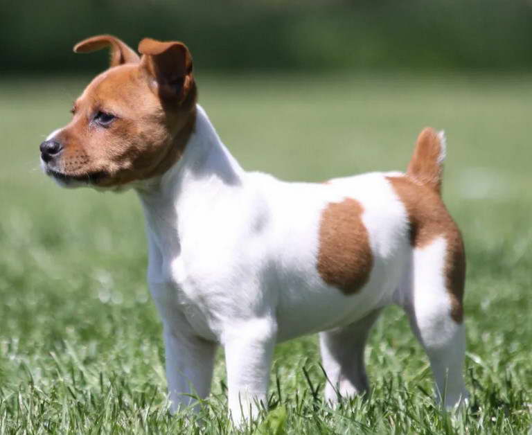 Rat Terrier Puppies In Virginia