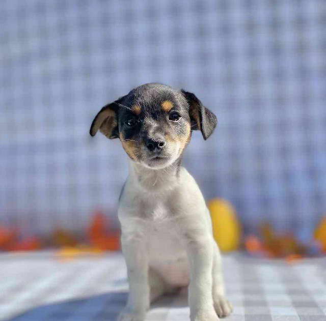 Rat Terrier Puppies Missouri