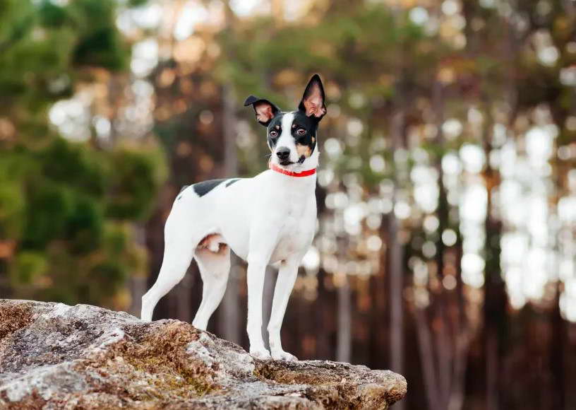 Rat Terrier Squirrel Hunting