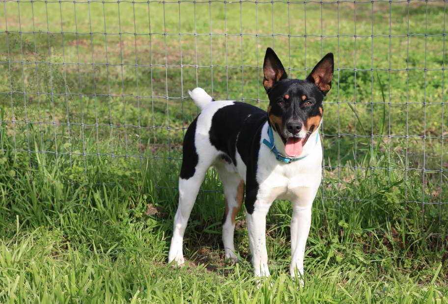 Rat Terrier Texas