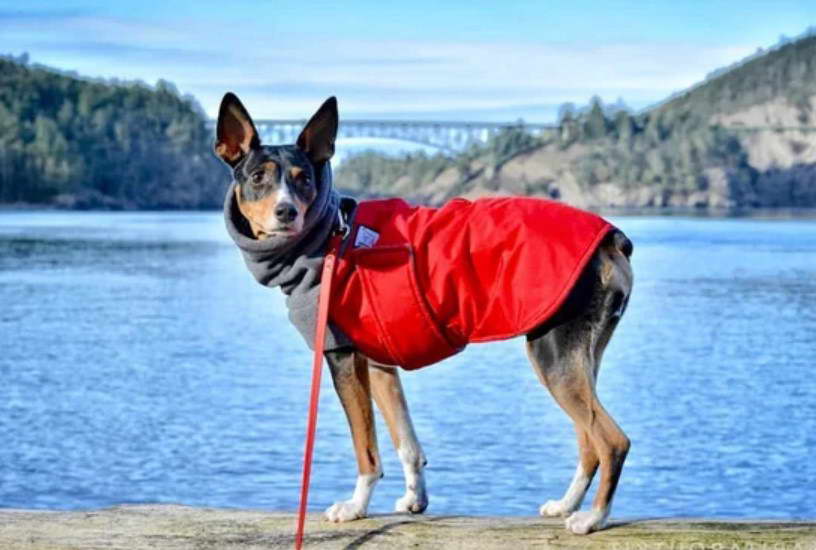 Rat Terrier Winter Coat