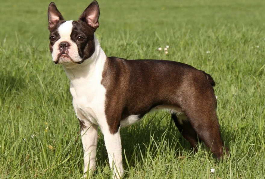 Raza Boston Terrier