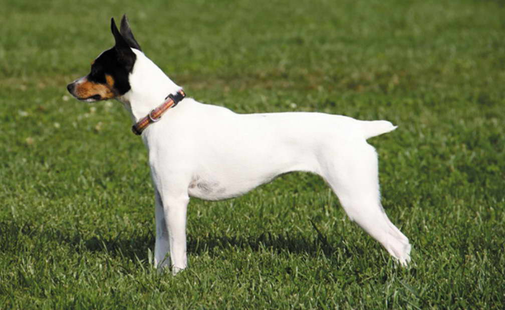 Raza Fox Terrier Ratonero