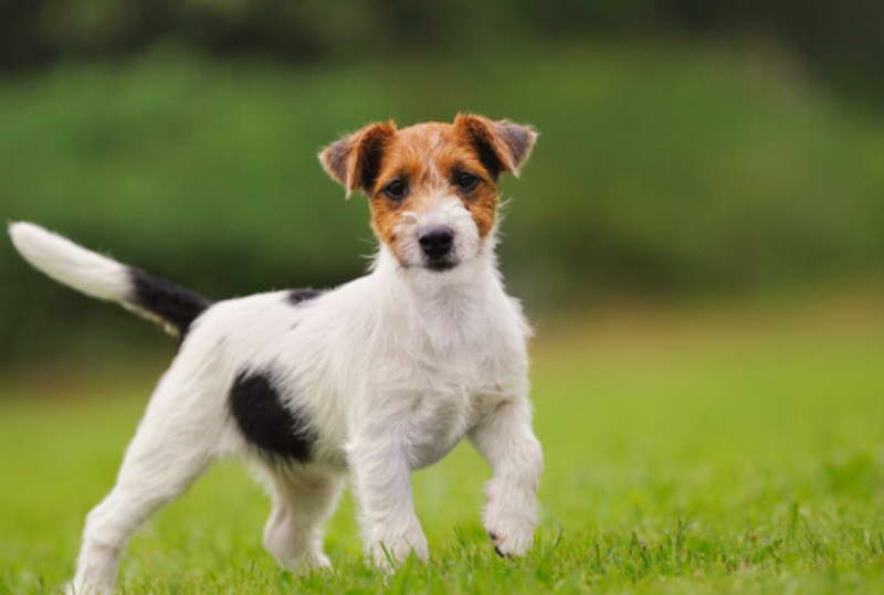 Razas De Perros Pequeos Terrier