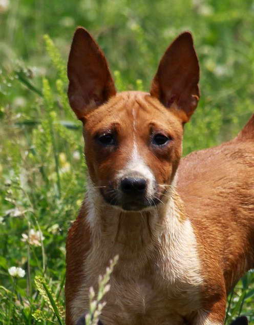 Red And White Rat Terrier