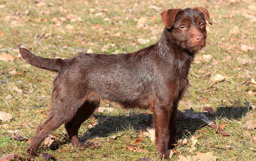 Red Fell Terrier Puppies For Sale